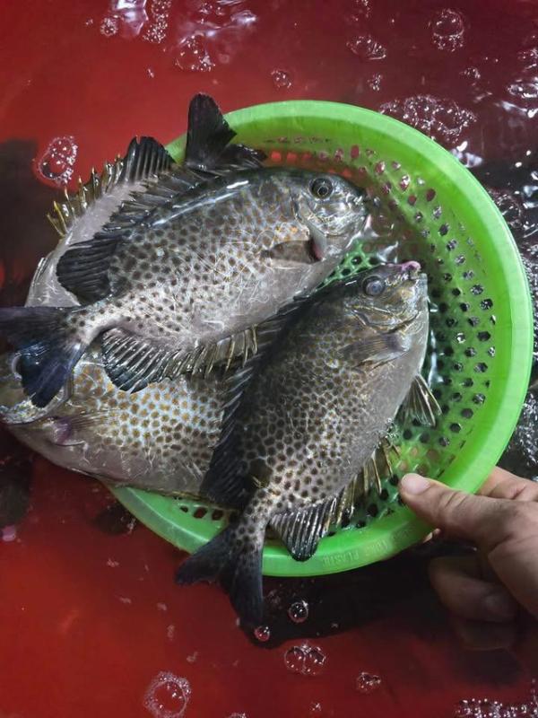 Loại cá được mệnh danh là "cá thuốc Bắc" vì bổ máu, rẻ hơn cá thu, ít tanh, cực phổ biến ở Quảng Ninh- Ảnh 4.