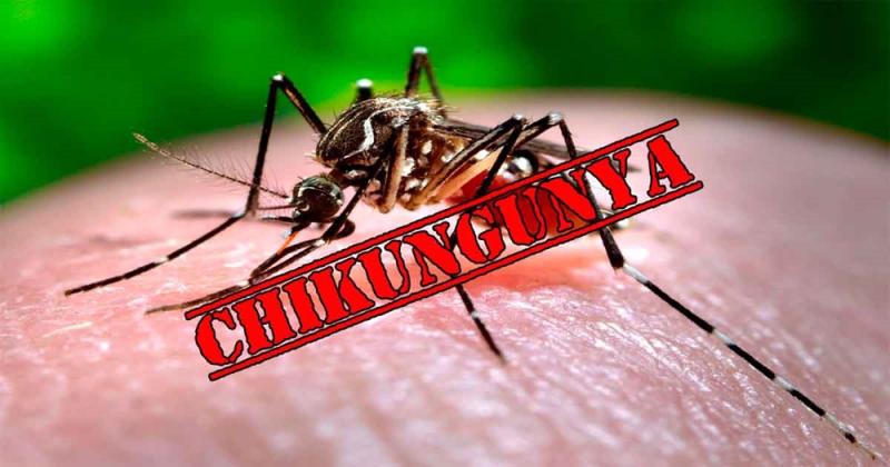 Chikungunya bùng phát ở nhiều nước, Bộ Y tế đưa ra khuyến cáo cho người dân phòng dịch Chikungunya- Ảnh 3.