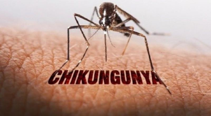 Bệnh Chikungunya đã lưu hành tại Việt Nam- Ảnh 1.