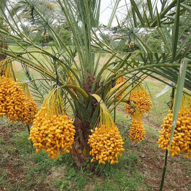 Loại quả kỳ lạ "cắn dọc thì ngọt, cắn ngang thì chát": Hóa ra là "khắc tinh" của ung thư và tiểu đường- Ảnh 2.