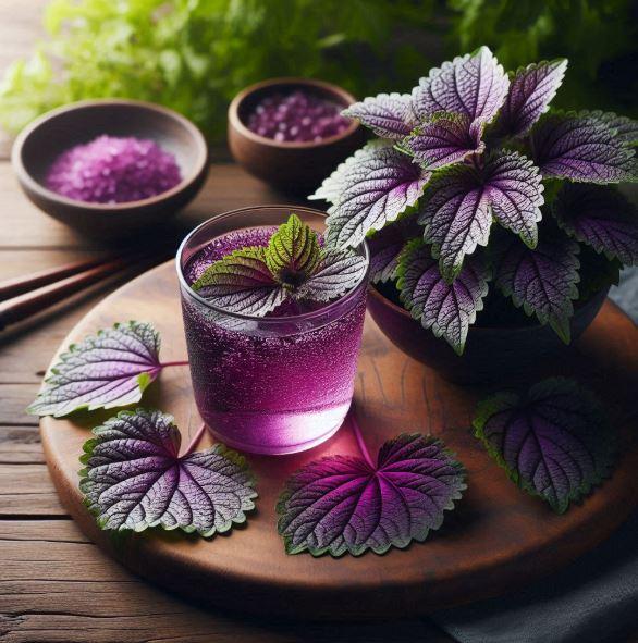 Những người "đại kỵ" với nước lá tía tô, biết mà tránh kẻo rước hoạ- Ảnh 3.