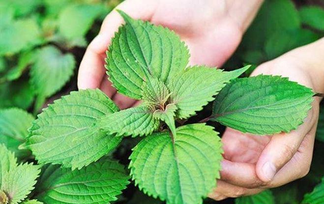 Những người "đại kỵ" với nước lá tía tô, biết mà tránh kẻo rước hoạ- Ảnh 1.