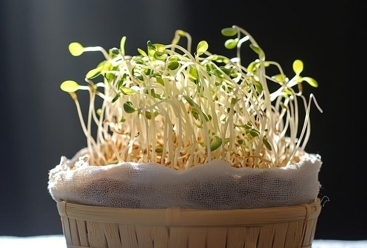 Cách phân biệt giá đỗ sạch và giá đỗ ủ hóa chất đơn giản- Ảnh 1.