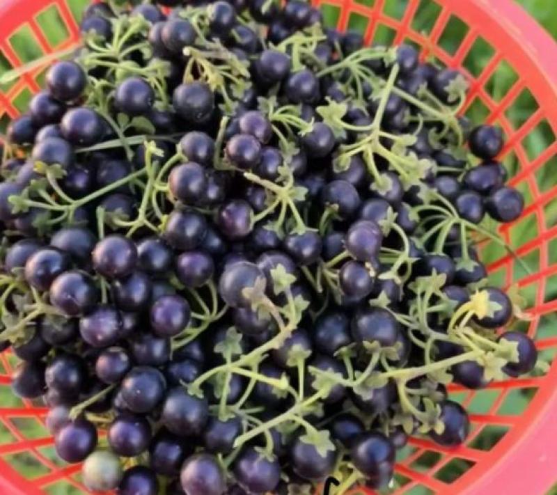 Quả dại ven đường xưa không ai "ngó" nay có giá đắt đỏ, gần 1 triệu/kg, ở Việt Nam mọc um tùm- Ảnh 3.