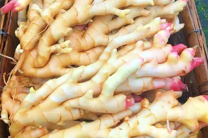 Gừng rất tốt nhưng nhiều người đang ăn sai cách- Ảnh 3.