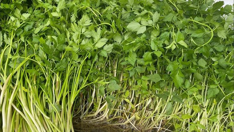 2 loại rau dễ là nơi "tổ ký sinh trùng" ẩn náu, nhất cái số 1- Ảnh 1.