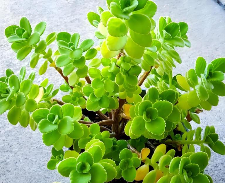 7 loại cây là “máy lọc không khí tự nhiên” nên có trong nhà vệ sinh- Ảnh 4.