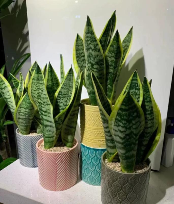 4 loại cây cảnh giúp ngủ ngon lại dễ trồng trong phòng ngủ- Ảnh 4.
