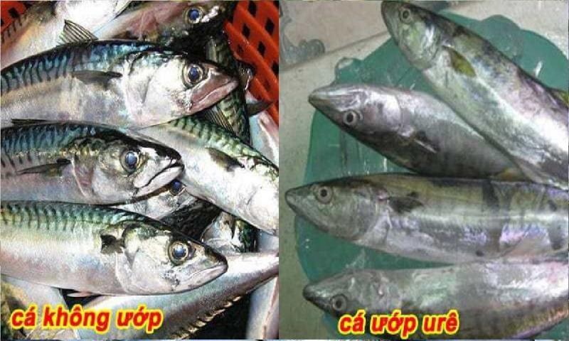 Cá bị ướp urê, hàn the thường có 6 đặc điểm này: Bán rẻ tới mấy cũng chớ mua về ăn- Ảnh 2.