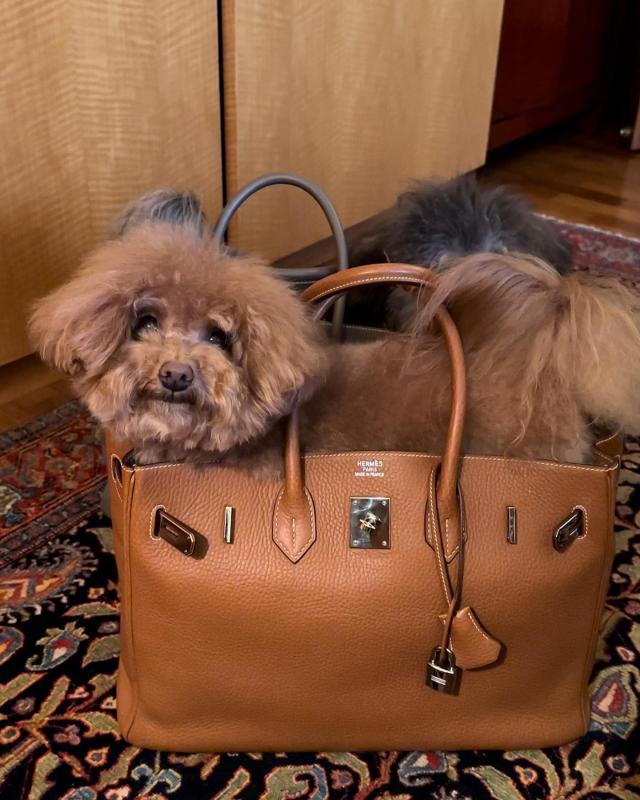 TikToker làm nghề "con gái nhà giàu": 3 tuổi ngồi trong túi Hermès, lớn lên chỉ nuôi chó vừa size Birkin 35- Ảnh 10.