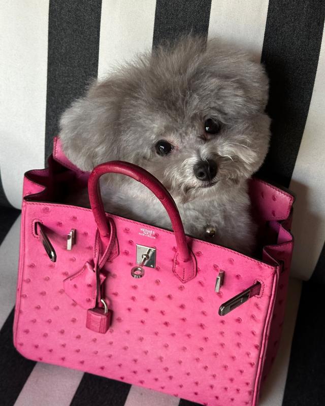 TikToker làm nghề "con gái nhà giàu": 3 tuổi ngồi trong túi Hermès, lớn lên chỉ nuôi chó vừa size Birkin 35- Ảnh 9.