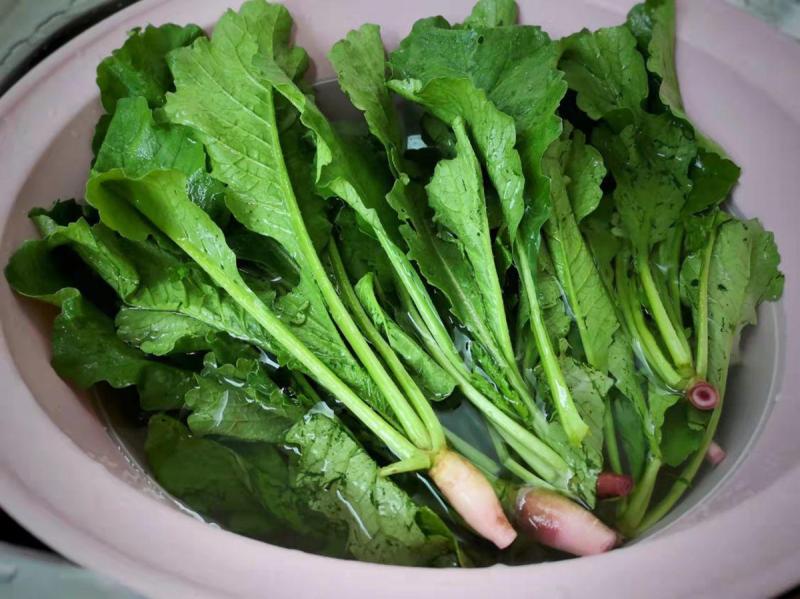 Đừng chỉ ăn củ lá loài cây này như "nhân sâm người nghèo", ở quê nhà nào cũng có- Ảnh 3.