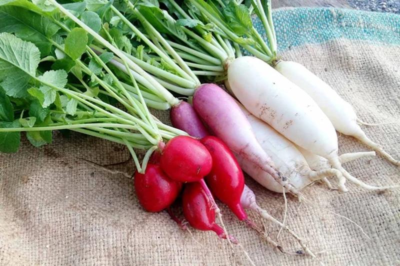 Đừng chỉ ăn củ lá loài cây này như "nhân sâm người nghèo", ở quê nhà nào cũng có- Ảnh 2.