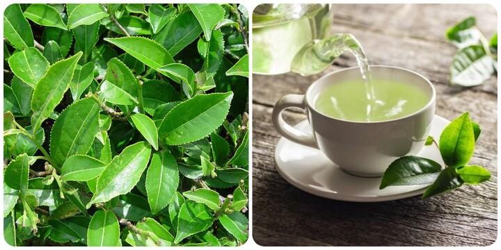 Uống trà xanh mỗi ngày có tác dụng gì?- Ảnh 1.