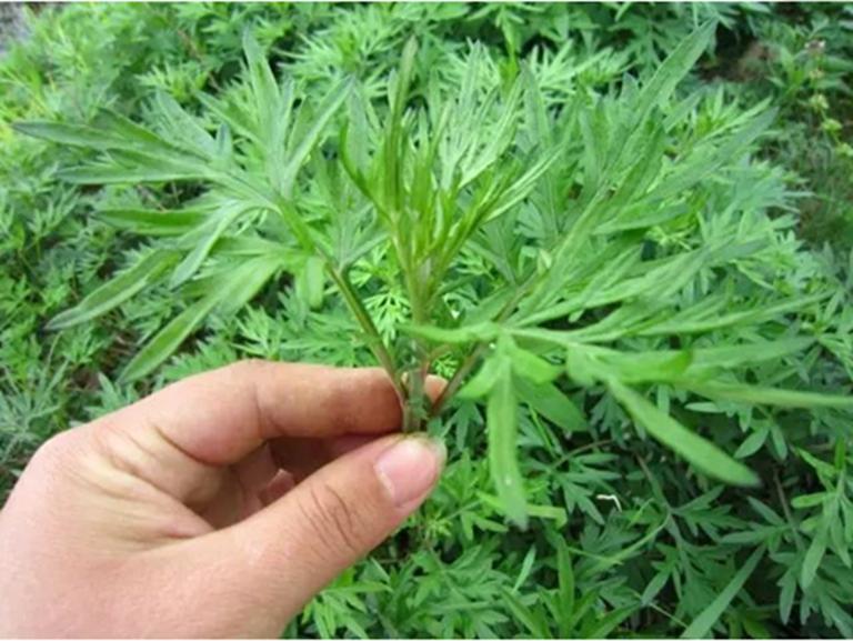 Tắm lá ngải cứu, sau một năm, người phụ nữ nhận lại 6 thay đổi- Ảnh 1.