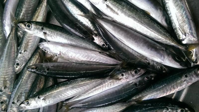 Loại cá "tốt không kém cá hồi", hoá ra là cá quen thuộc rẻ bèo ở Việt Nam- Ảnh 1.