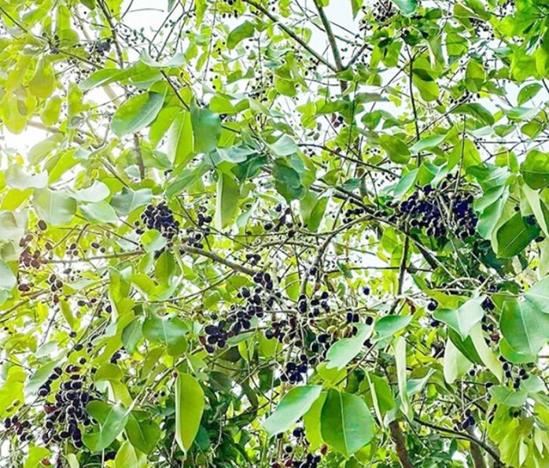 Loại cây dại mọc bờ rào Việt Nam, nay "trời tây" bán nửa triệu/kg- Ảnh 3.