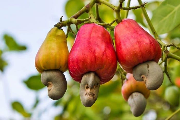 Loại hạt được đánh giá "tốt bậc nhất thế giới", Việt Nam xuất khẩu số 1 toàn cầu suốt nhiều năm- Ảnh 1.