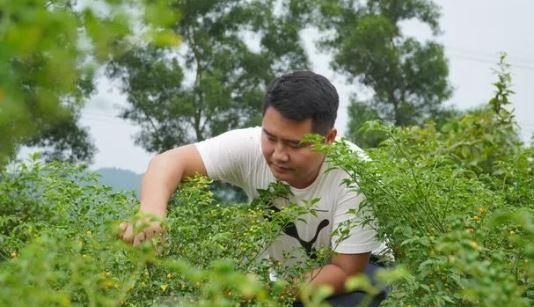 Loại quả đắt đỏ bậc nhất thế giới, 900 triệu đồng/kg, ở Việt Nam có người trồng thành công- Ảnh 4.