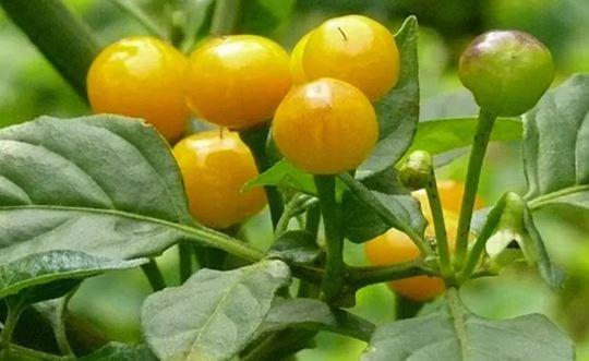 Loại quả đắt đỏ bậc nhất thế giới, 900 triệu đồng/kg, ở Việt Nam có người trồng thành công- Ảnh 2.