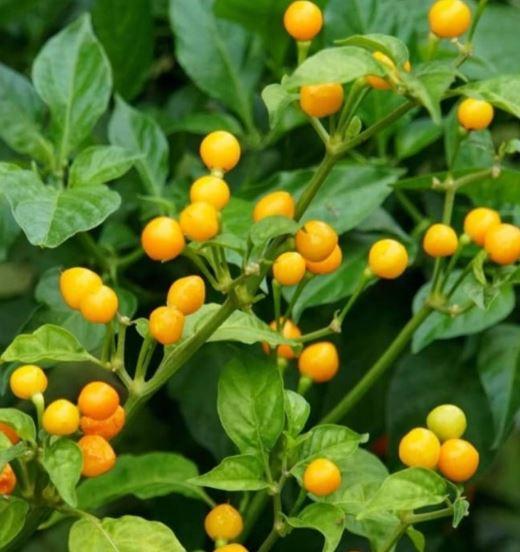 Loại quả đắt đỏ bậc nhất thế giới, 900 triệu đồng/kg, ở Việt Nam có người trồng thành công- Ảnh 1.