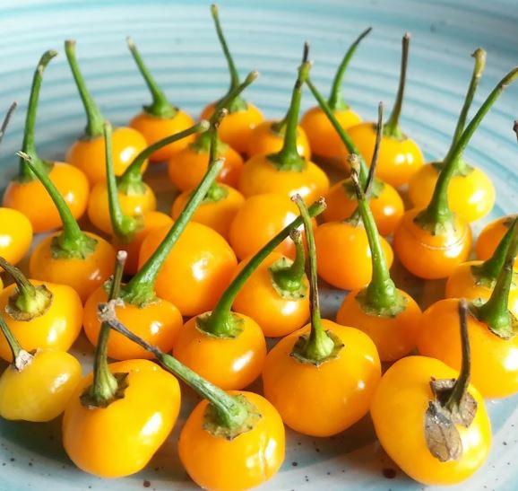 Loại quả đắt đỏ bậc nhất thế giới, 900 triệu đồng/kg, ở Việt Nam có người trồng thành công- Ảnh 3.