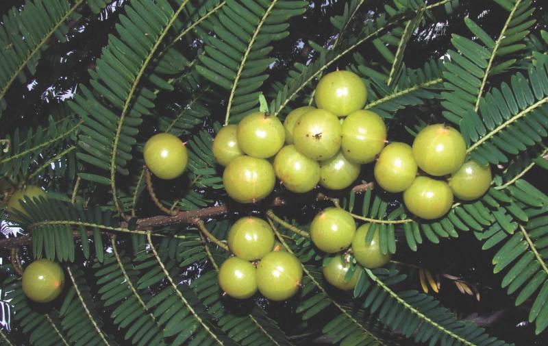 Loại quả dại xưa rụng đầy gốc, nhặt về chế biến kiểu này "hái ra tiền" nửa triệu/kg- Ảnh 1.