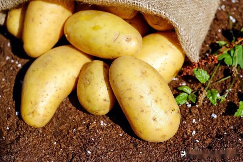 6 thực phẩm vàng cho hành trình giảm cân: Ngô gây bất ngờ khi lọt top nhờ ít calo và no lâu- Ảnh 3.