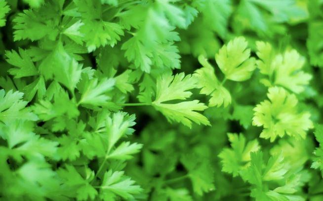 Loại rau được đánh giá "tốt bậc nhất thế giới", hoá ra là rau quen thuộc ở Việt Nam, ở quê mọc um tùm như cỏ- Ảnh 2.