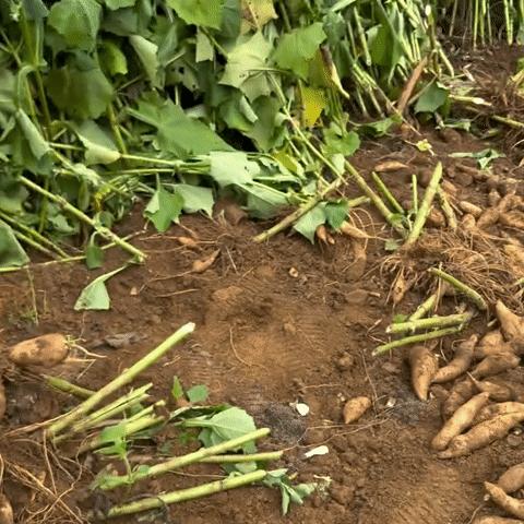 Sâm đất - Món quà từ lòng đất ăn giòn ngon lại mát, để càng lâu càng ngọt- Ảnh 1.