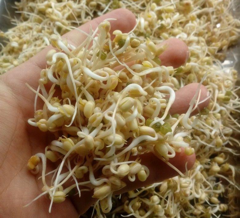 Người Việt hay ăn loại rau trắng nõn này nhưng không biết chứa cả "mỏ" đạm, chống ung thư, là báu vật cho "chuyện ấy"- Ảnh 1.