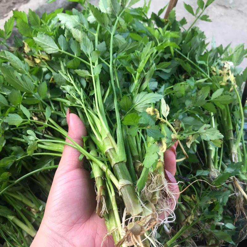 2 loại rau người Việt thích mê dễ là "ổ sán", nhất là cái số 1- Ảnh 2.