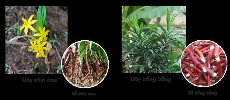 Loài cây dại "thấy là nhổ bỏ" không ngờ nay nửa triệu đồng/kg- Ảnh 2.