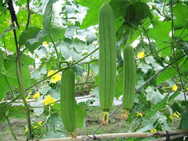 Đừng chỉ ăn quả, lá loại cây này quý như "nhân sâm người nghèo", ở quê mọc đầy bờ rào- Ảnh 2.