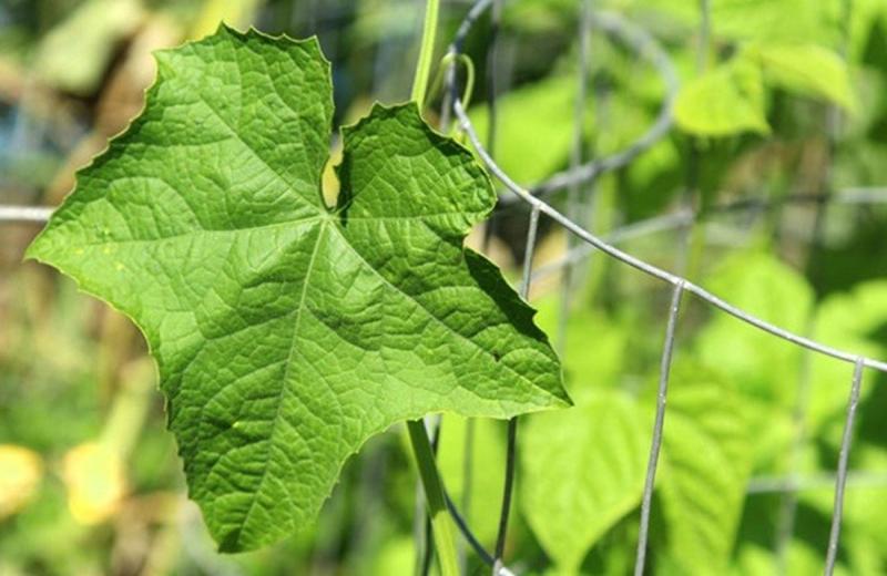 Đừng chỉ ăn quả, lá loại cây này quý như "nhân sâm người nghèo", ở quê mọc đầy bờ rào- Ảnh 1.