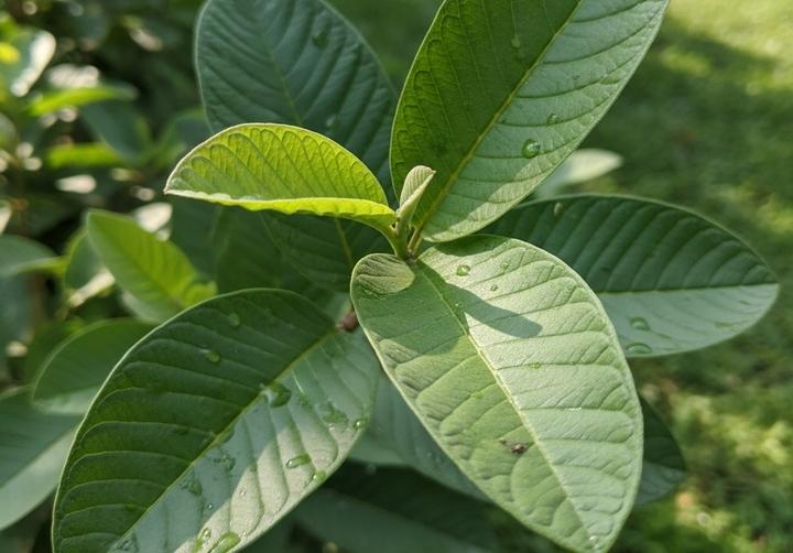 Loại lá rẻ tiền ở Việt Nam giúp hạ đường huyết, trị mụn, bảo vệ gan- Ảnh 1.