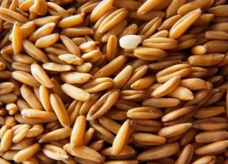 Loại cây dại xưa thấy "diệt tận gốc", không ngờ nay có giá 5 triệu đồng/kg- Ảnh 2.