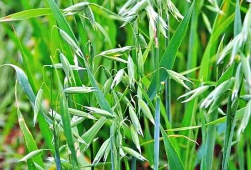 Loại cây dại xưa thấy "diệt tận gốc", không ngờ nay có giá 5 triệu đồng/kg- Ảnh 3.