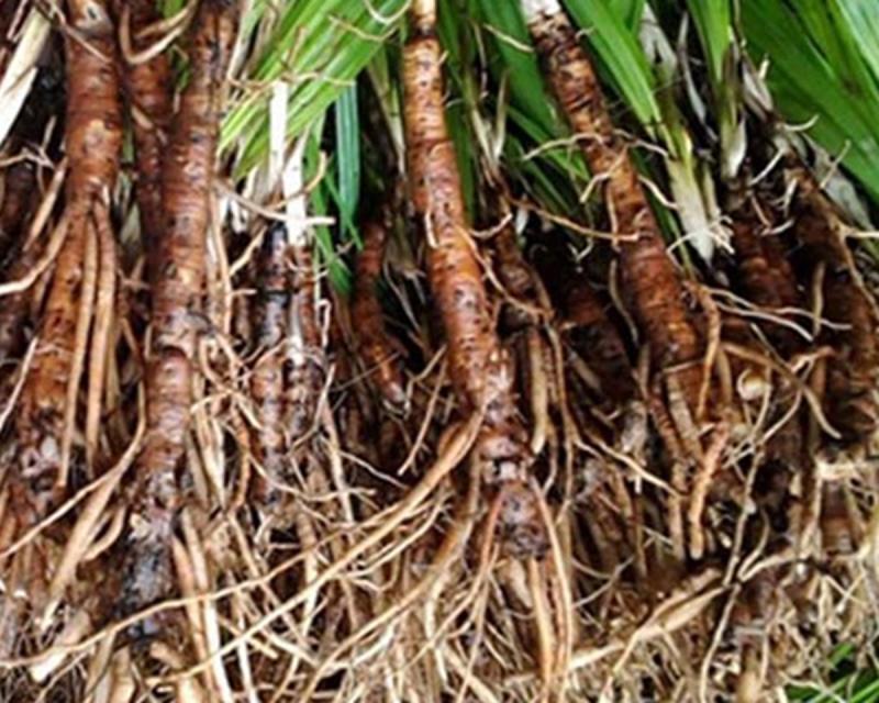 Loài cây dại "thấy là nhổ bỏ" không ngờ nay nửa triệu đồng/kg- Ảnh 1.