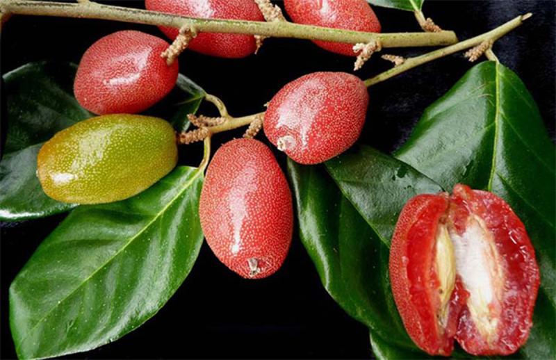 Loại cây ở Việt Nam trồng bạt ngàn, sang "trời tây" giá 3,5 triệu đồng/cây- Ảnh 3.