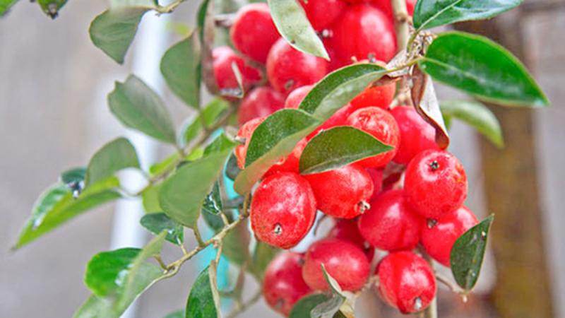 Loại cây ở Việt Nam trồng bạt ngàn, sang "trời tây" giá 3,5 triệu đồng/cây- Ảnh 1.