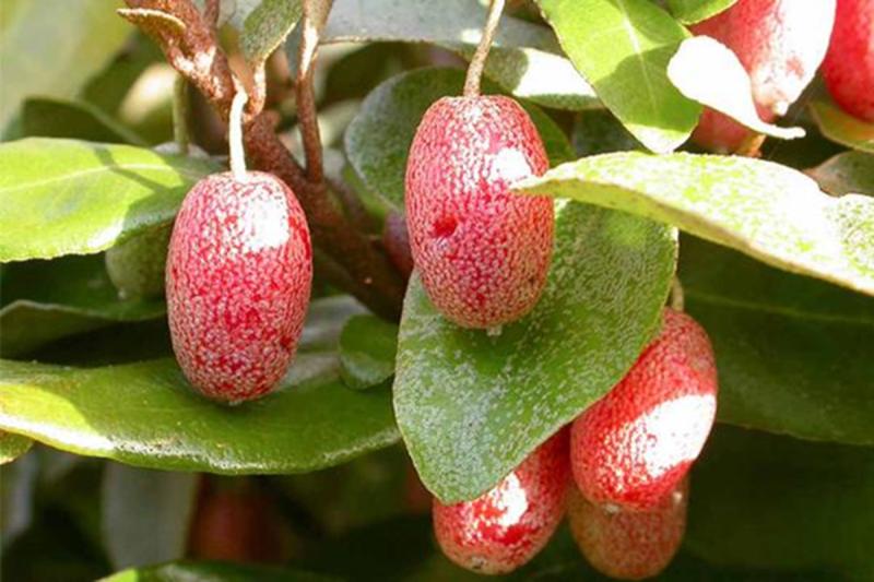 Loại cây ở Việt Nam trồng bạt ngàn, sang "trời tây" giá 3,5 triệu đồng/cây- Ảnh 2.