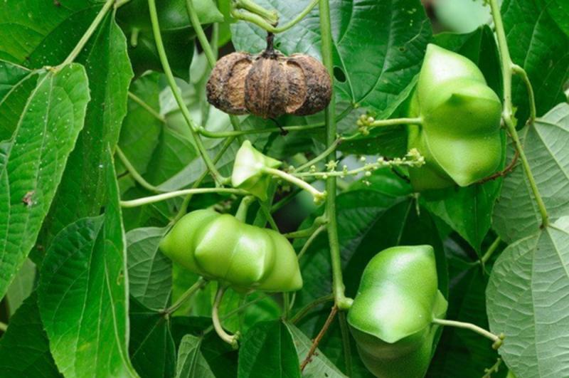 Loại hạt "đắt đỏ bậc nhất thế giới", ở Việt Nam cũng có mà ít ai hay- Ảnh 4.