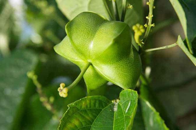Loại hạt "đắt đỏ bậc nhất thế giới", ở Việt Nam cũng có mà ít ai hay- Ảnh 1.