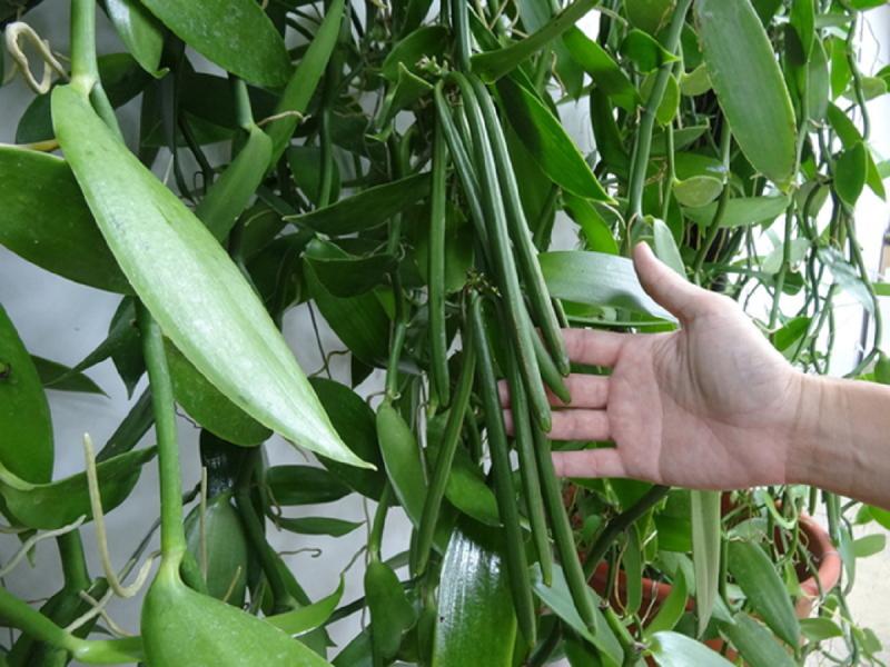 Loại quả đắt đỏ bậc nhất thế giới giá 15 triệu/kg, ở Việt Nam cũng có người trồng thành công- Ảnh 1.