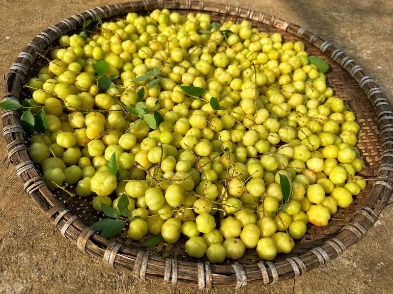 Loại quả tên lạ, chua chua ngọt ngọt nhưng lại có rất nhiều lợi ích cho sức khỏe- Ảnh 1.