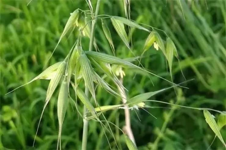 Loại cây dại xưa thấy "diệt tận gốc", không ngờ nay có giá 5 triệu đồng/kg- Ảnh 1.