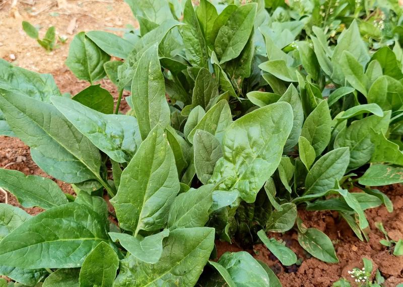 Đừng bỏ lỡ 3 loại rau mùa thu rẻ tiền nhưng là "vua canxi tự nhiên" cho cả gia đình- Ảnh 2.