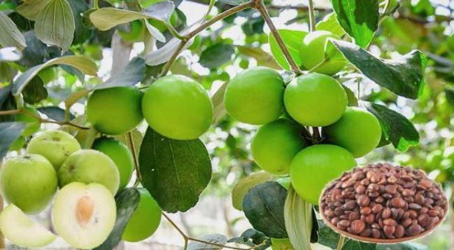 Thứ 90% người Việt bỏ đi không ngờ là "mỏ vàng", giá hơn 2 triệu đồng/kg- Ảnh 2.