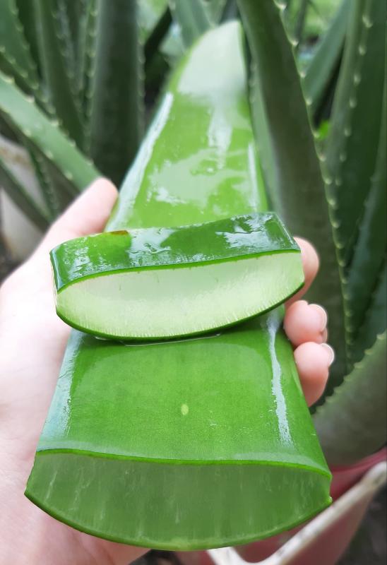 Ủ tóc 1 lần/tuần với nguyên liệu 